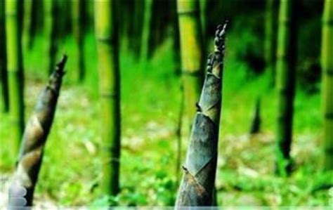 火克水 竹子生長環境